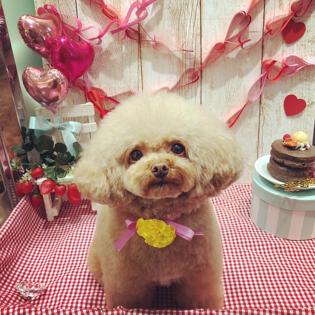 のインスタグラム：「バレンタイン感満載のフォトスポット可愛い💓 まろんたんのシルエットが完全にキノコ🍄になりました😂💓 足短い、、丸い、、可愛い💕 ・ ・ #dog #dogs #dogstagram #poodle #poodles #poodlelove #poodleclub #toypoodle #toypoodles #toypoodlelove #toypoodleclub #east_dog_japan #all_dog_japan #ig_poodle #poodlesofficial #ふわふわ #ふわもこ部 #トイプードル #トイプードル部 #トイプードル大好き #トイプードル多頭飼い #まろんたん #ティーカッププードル #わんこなしでは生きていけません会 #pecoいぬ部 #joker六本木ヒルズ店 #トリミング #ももちゃん #toypoodleofficial #犬のいる暮らし」