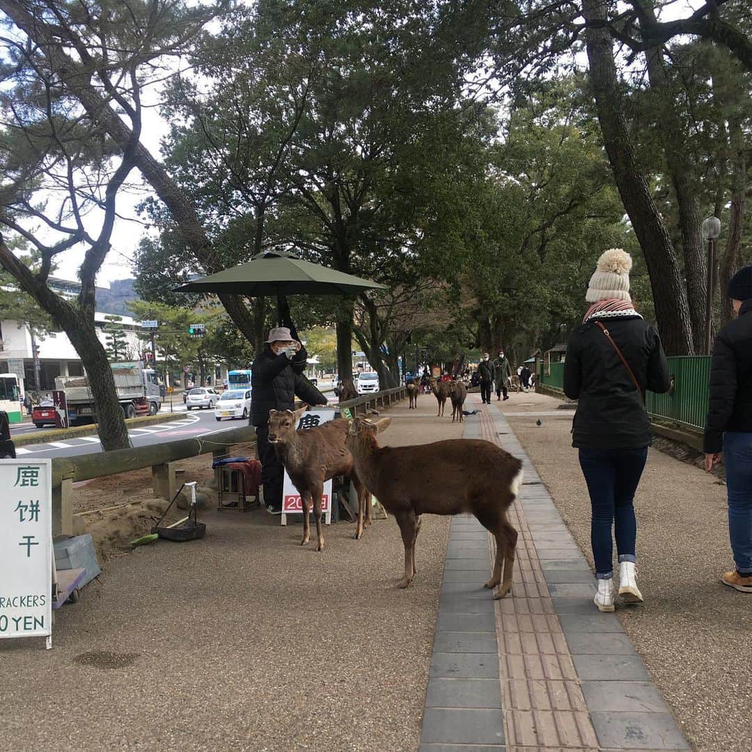 皆本麻帆さんのインスタグラム写真 - (皆本麻帆Instagram)「奈良で鹿さんにせんべいあげてきたんだわ。阿修羅像は本当に男前でいろんな角度から愛でさせていただきました。ステキ。♡ #奈良#さんぽ#鹿せんべい#🦌🦌🦌#みんなお腹空かしてたな」2月26日 15時02分 - mmaho0421