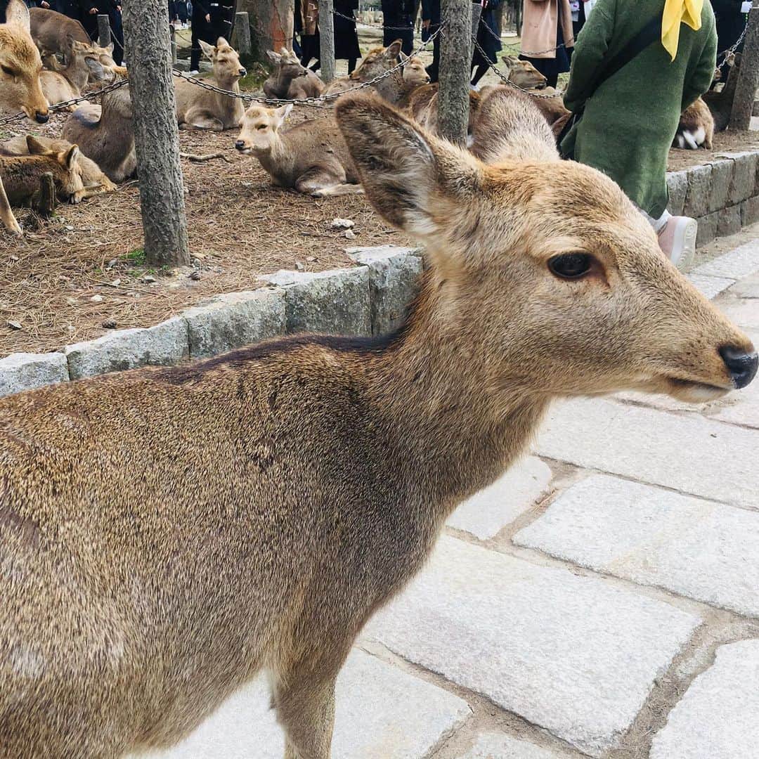 皆本麻帆さんのインスタグラム写真 - (皆本麻帆Instagram)「奈良で鹿さんにせんべいあげてきたんだわ。阿修羅像は本当に男前でいろんな角度から愛でさせていただきました。ステキ。♡ #奈良#さんぽ#鹿せんべい#🦌🦌🦌#みんなお腹空かしてたな」2月26日 15時02分 - mmaho0421
