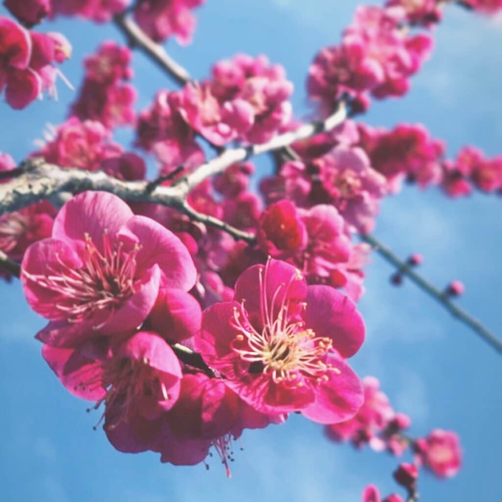 森夏美さんのインスタグラム写真 - (森夏美Instagram)「春 見つけました🌸  いつも通る道も、 つい写真におさめたくなってしまいます。」2月26日 15時28分 - mori_natsumi0722