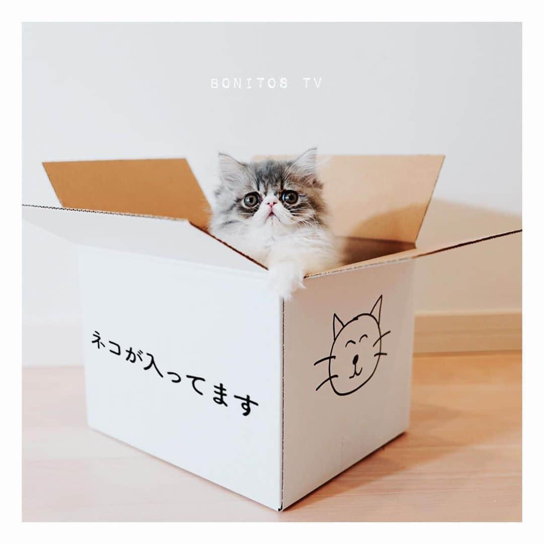 Bonitos TVのインスタグラム