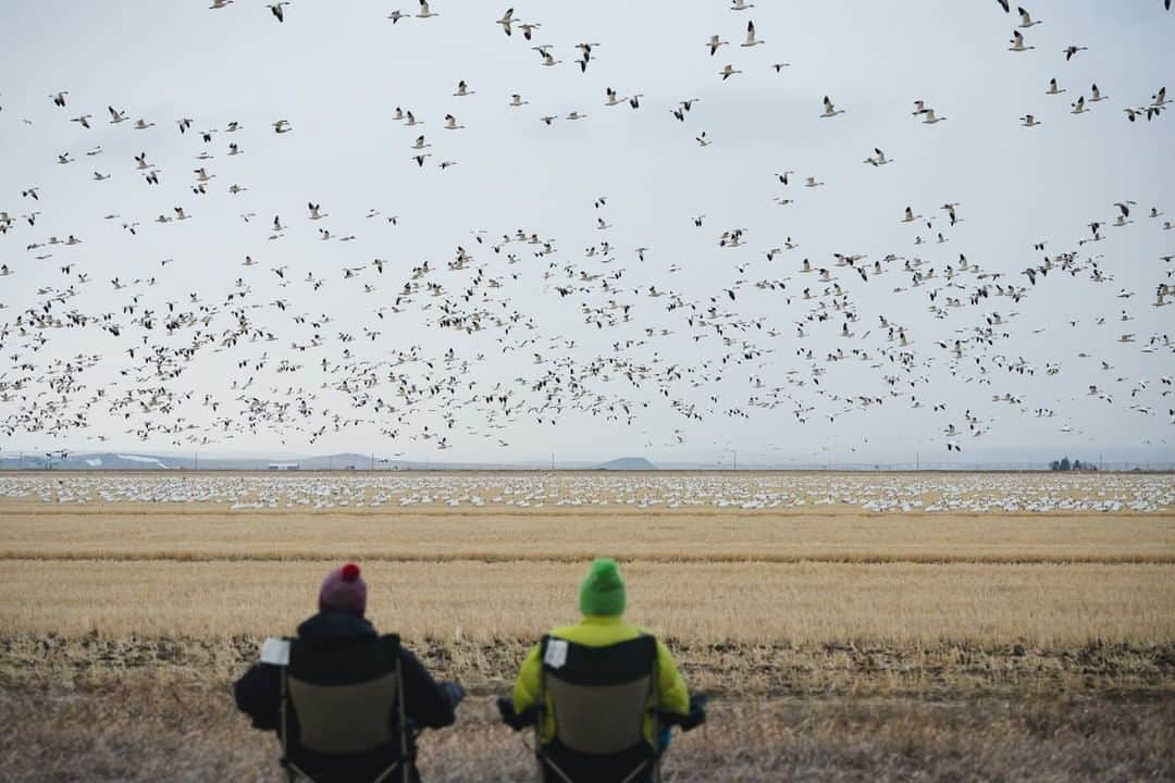 National Geographic Travelさんのインスタグラム写真 - (National Geographic TravelInstagram)「Photo by @steven_gnam | Two bird-watchers observe a blizzard of snow geese feeding on stubble fields in eastern Montana. Every spring thousands of snow geese stop to rest and feed in this flyway en route to the Arctic. #snowgeese #birdwatching #migration」2月26日 22時07分 - natgeotravel