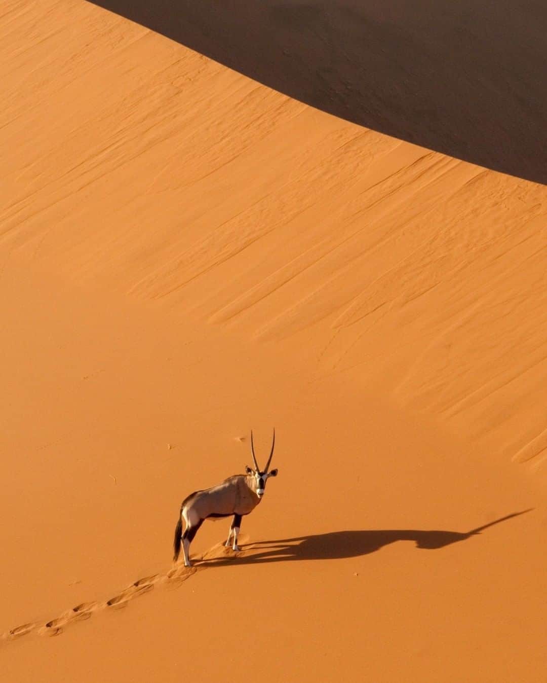 ナショナルジオグラフィックさんのインスタグラム写真 - (ナショナルジオグラフィックInstagram)「Photo by Pete McBride @pedromcbride | Life in the Sand: The oryx, or gemsbok, is the national animal of Namibia—with about  373,000 in the country—where it glides across the arid, harsh dunes of the Namib desert. Known for its courage and grace, the oryx can manage high heat and wander miles on little food and water. For more desert creatures around the globe, follow @pedromcbride. #Namibia #wildlife #desert #petemcbride」2月26日 16時39分 - natgeo