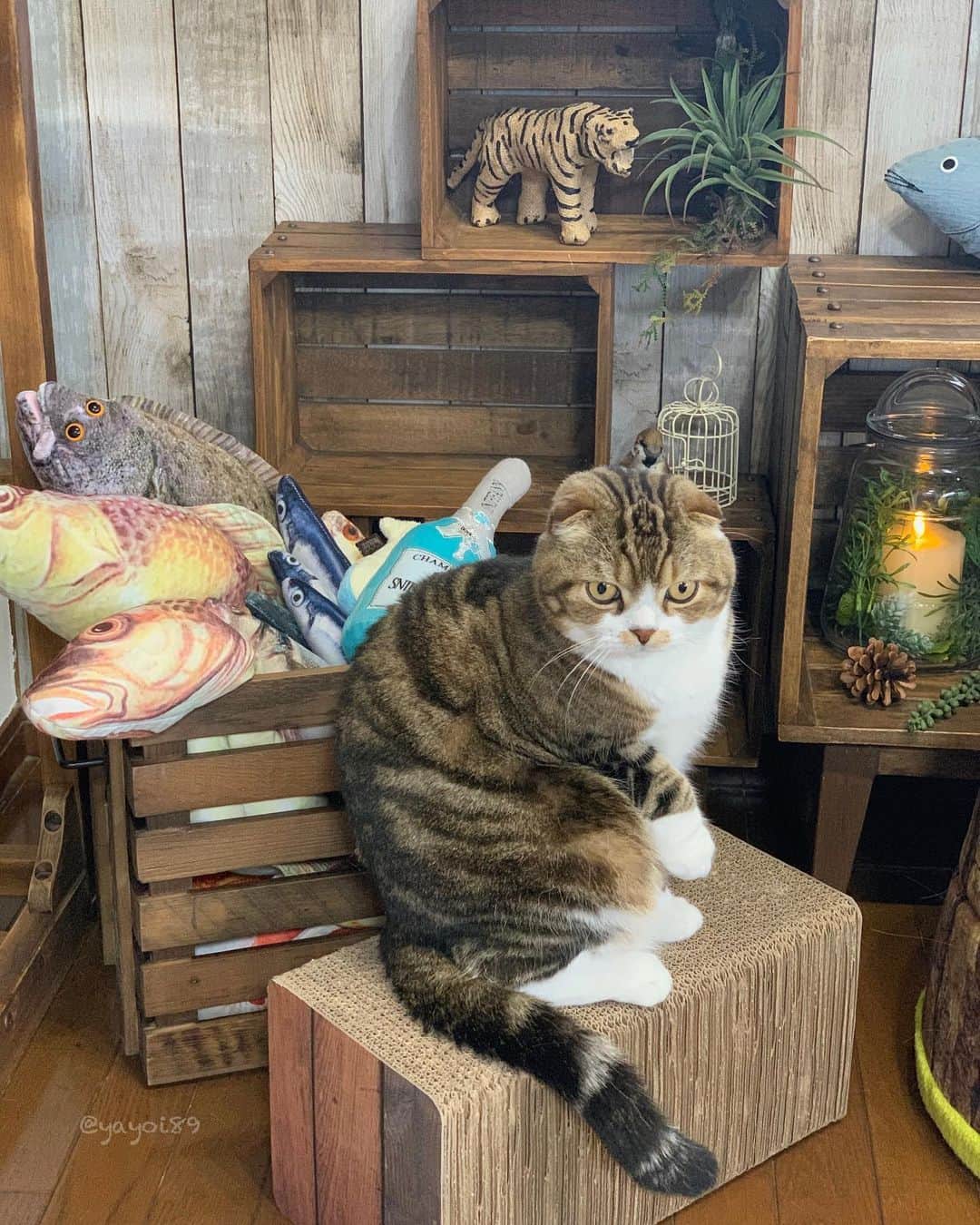 のインスタグラム：「Uzura's favorite places 🐵🤎 .  stray cat感ハンパないうずらちゃん🐵😆 昨日買ったお魚箱のおかげで大分スッキリ片付きました〜🥰 . #catsofinstagram #weeklyfluff #cat #scottishfold #pleasantcats #catphoto #igersjp #excellent_cats #catlife #bestmeow #9gag #meowed #catloversclub」