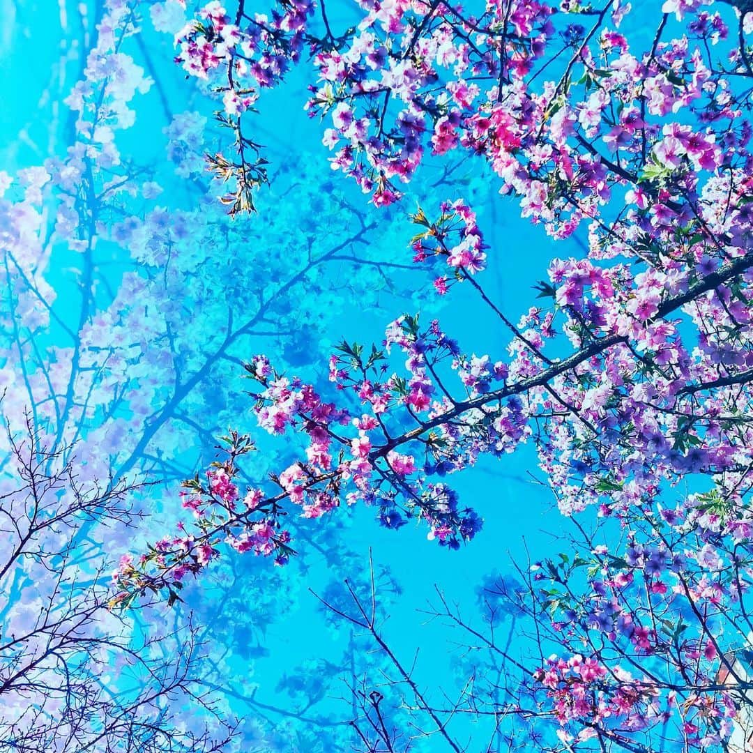 わっち☆ wacchiのインスタグラム：「* 独りじゃ何ひとつ気付けなかっただろう　こんなに鮮やかな色彩に  #河津桜 #桜 #cherryblossom  #ザ花部 #花 #flower #空 #sky #青 #blue #多重露光 #doubleexposure #iphonex #iphoneonly #iPhonegraphy #igers #igersjp #instagramjapan #mwjp #WEBSTAPICK #VSCOcam #vsco #vscogood_ #vscogoodshot #hueart_life #shootermag #shootermag_japan #ig_photooftheday #reco_ig #indies_gram」