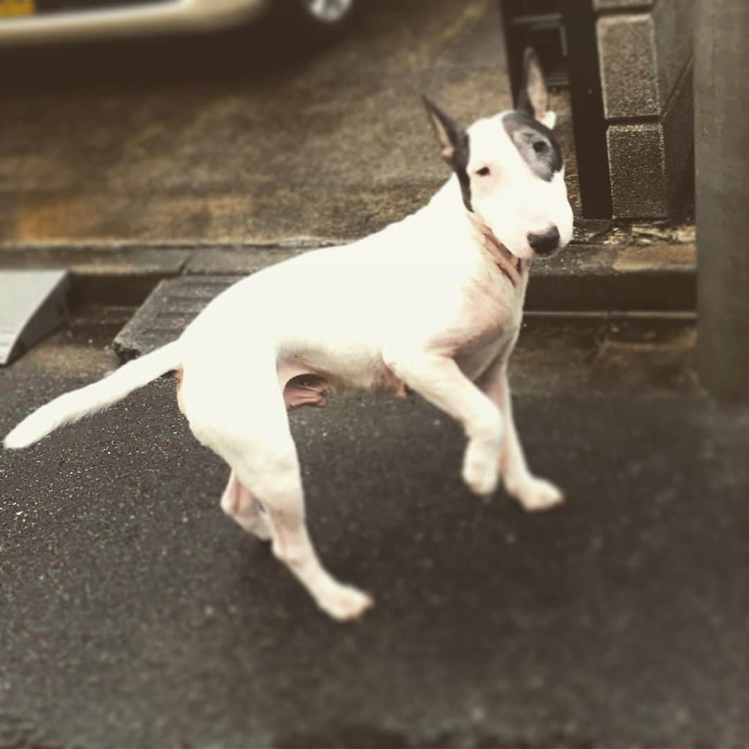 Q太郎さんのインスタグラム写真 - (Q太郎Instagram)「#minituru#bull#terrier#minibullterrier#miniturubullterrier#dog#dogstagram#cute#qtaro#love#family#ミニチュア#ブルテリア#ミニチュアブルテリア#Q太郎」2月26日 17時43分 - qtaro.jun