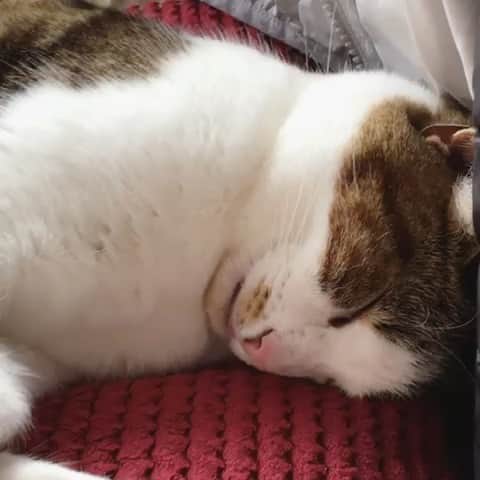 Misty The Moggieのインスタグラム：「Sleepy eat dreams 💤  What do you think I’m dreaming of?」