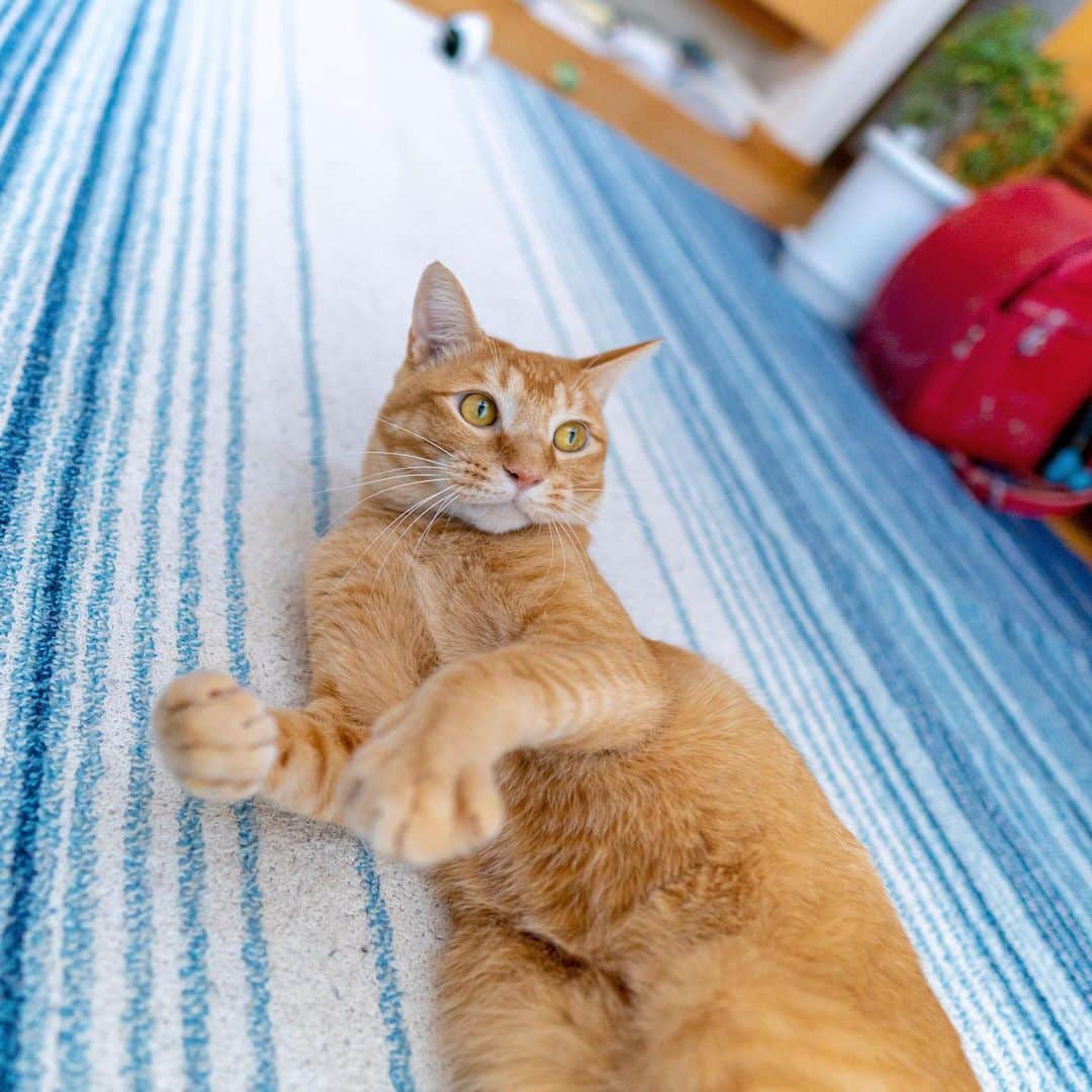 マアルのインスタグラム：「トラさん #🐈 #北海道 #旭川 #ペットシッター」