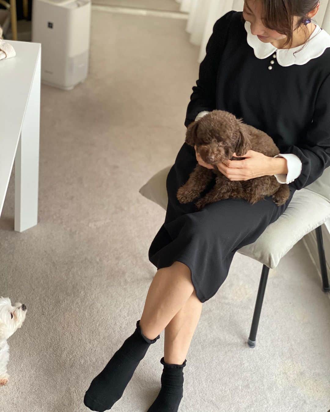 のインスタグラム：「-﻿ お友達のお家へ🏠﻿ ﻿ 可愛い可愛いミラン&パリス🐶﻿ 久々会えたよ💓﻿ ﻿ 可愛すぎる💘﻿ ﻿ 癒された😌😌😌﻿ ﻿ #わんちゃん」