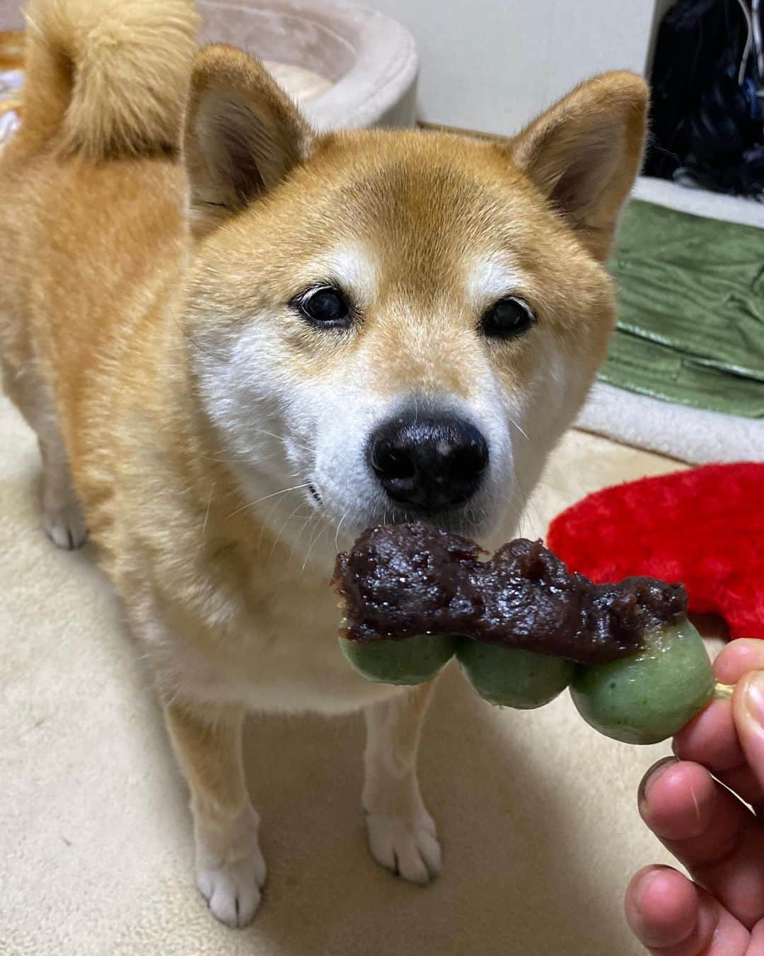 まる（まるたろう）さんのインスタグラム写真 - (まる（まるたろう）Instagram)「Can I have a bite?✨🐶🍡✨パパ、美味しそうなお団子持ってるじゃん #ちょっと見せてごらん #大丈夫 #食べないから #見るだけ #はよ」2月26日 20時01分 - marutaro