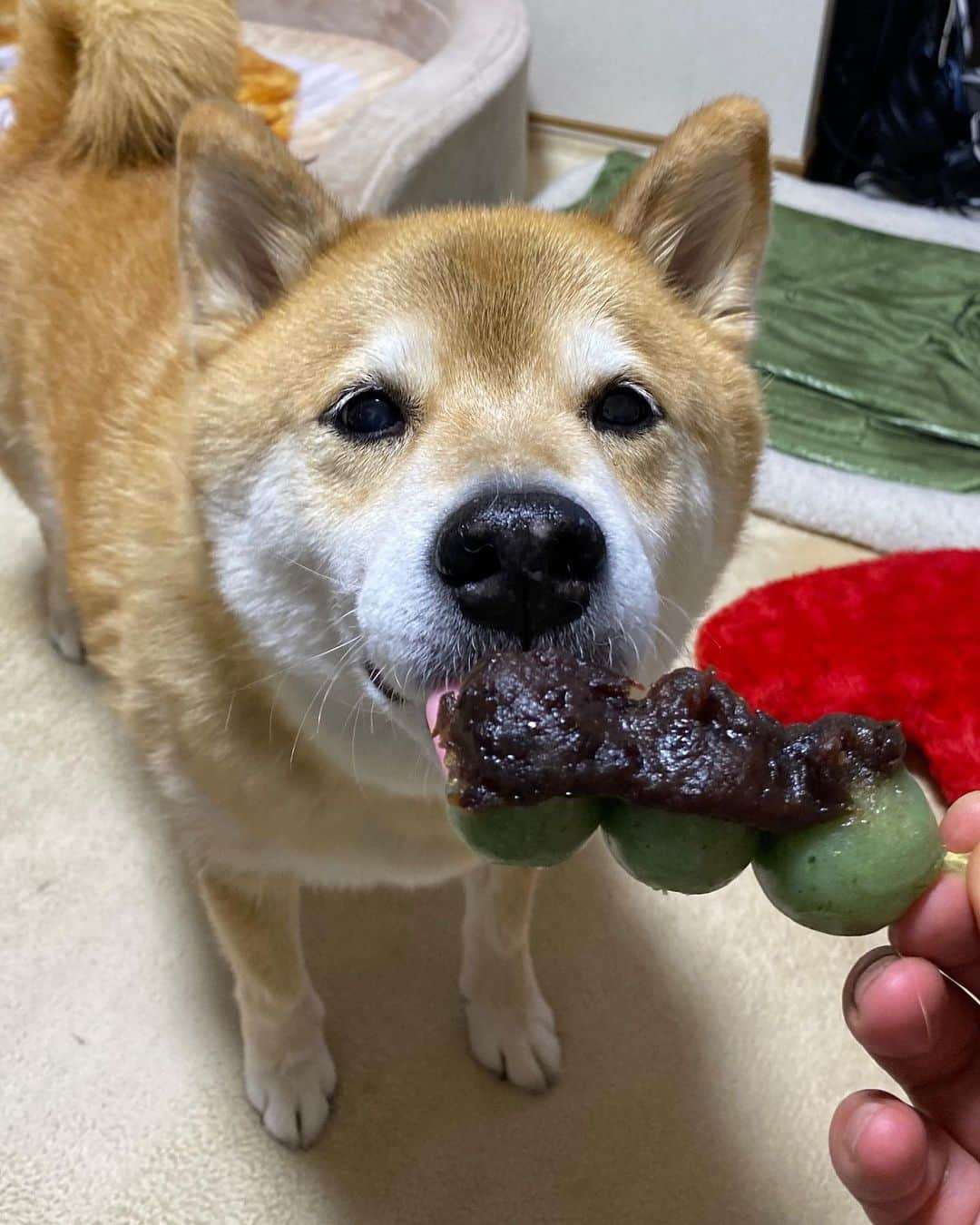 まる（まるたろう）さんのインスタグラム写真 - (まる（まるたろう）Instagram)「Can I have a bite?✨🐶🍡✨パパ、美味しそうなお団子持ってるじゃん #ちょっと見せてごらん #大丈夫 #食べないから #見るだけ #はよ」2月26日 20時01分 - marutaro