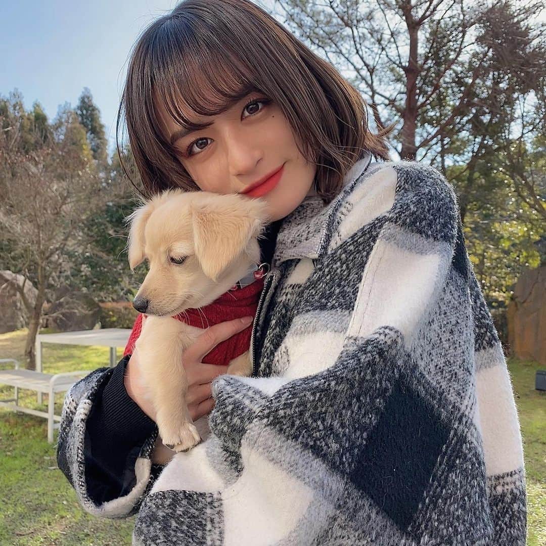 山出愛子のインスタグラム：「まる。ちゃんと行ったドッグラン！ 坂道もあって、行きはちゃんと登って降りれるんだけど 帰り？が何故か出来ず… 地面をずっと走ってた😢😆😍 落ちてる松ぼっくりを気に入って 噛み噛みしてた😅 食べられないのに😅  やっぱりちょっぴりおバカさんだけど🍀 そんなところも可愛いんだよね♡  チェックブルゾンお気に入りすぎ😂  #いぬすたぐらむ #いぬのいる暮らし #わんちゃん #チワックス #まる 。」