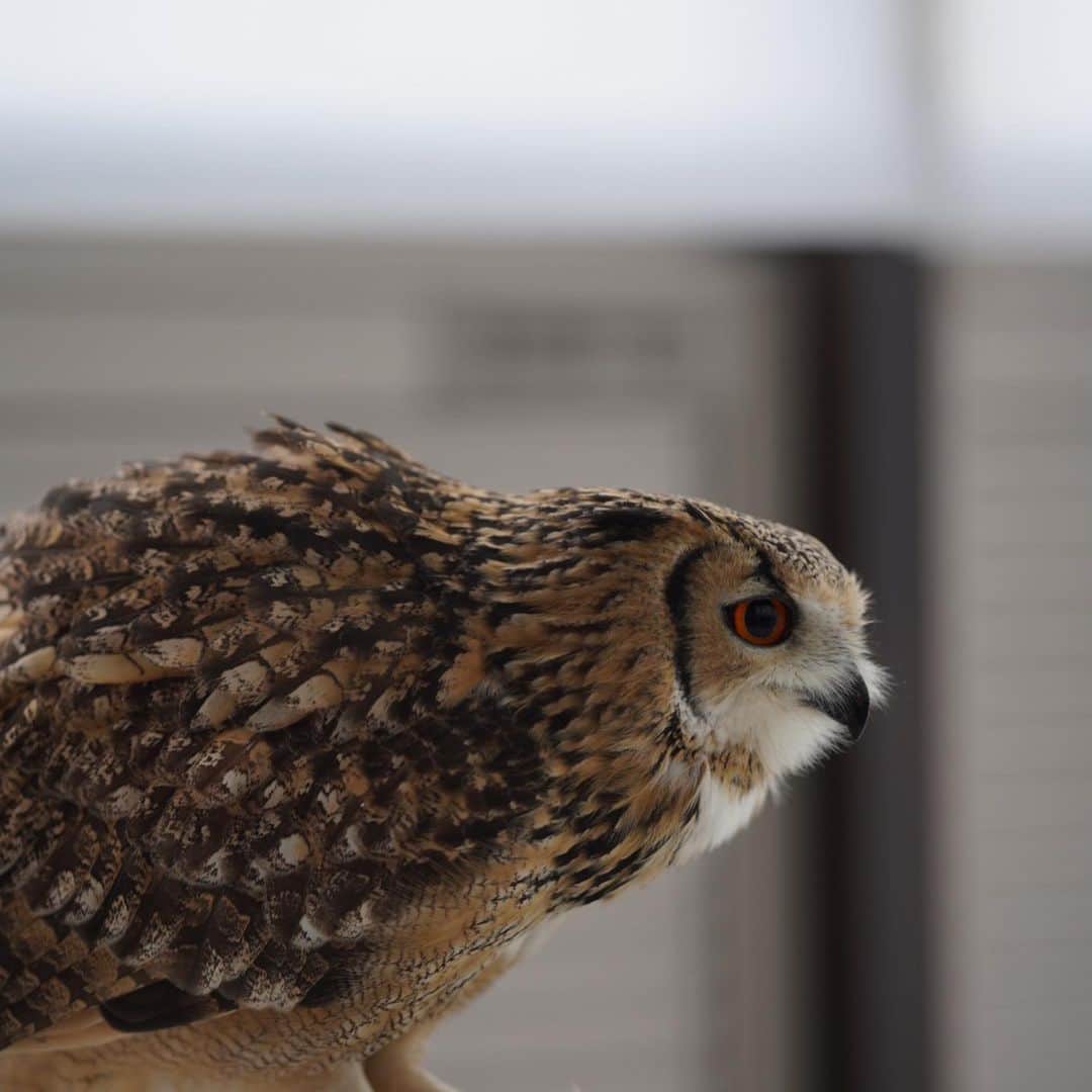 GEN3 Owlさんのインスタグラム写真 - (GEN3 OwlInstagram)「食べることは生きること。 live, so eat. #owl #owlgaru」2月26日 20時21分 - genz64