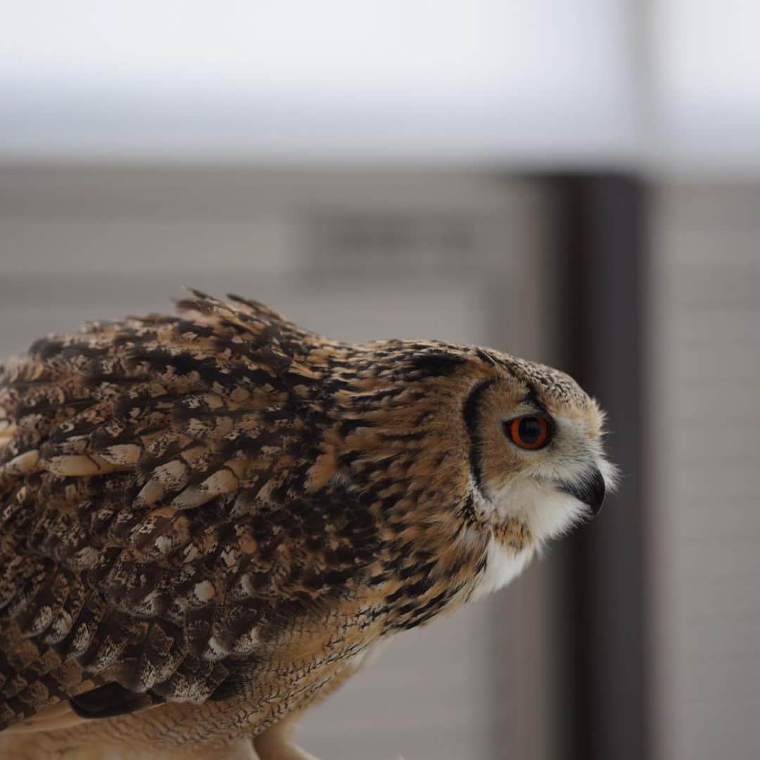 GEN3 Owlのインスタグラム：「食べることは生きること。 live, so eat. #owl #owlgaru」