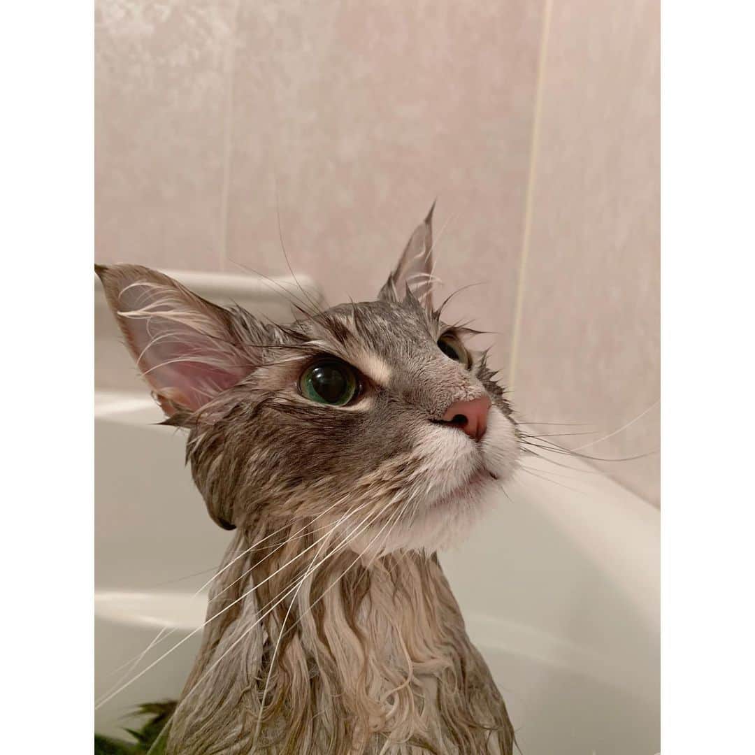 立花陽香さんのインスタグラム写真 - (立花陽香Instagram)「可愛いタマチャン😺長毛腫なので、お風呂は年に２回💕小さい時から自分でしてるから、猫シャンプーはお手の物です✌🏻そして、タマチャン😺は何でもワクワクする、とっても良い子💕本当に猫❓  #cat #norwegianforestcat #norwegian #weegie #weegiecat #mycat #cutecat #catsofinstagram #catstagram  #猫 #大型猫 #ネコ #ノルウェージャンフォレストキャット #ノルウェージャンフォレスト #ノルウェージャン #ブルーマッカレルタビーホワイト #にゃんすたぐらむ #にゃんこ #ねこ #ねこ部」2月27日 5時55分 - haruka_4