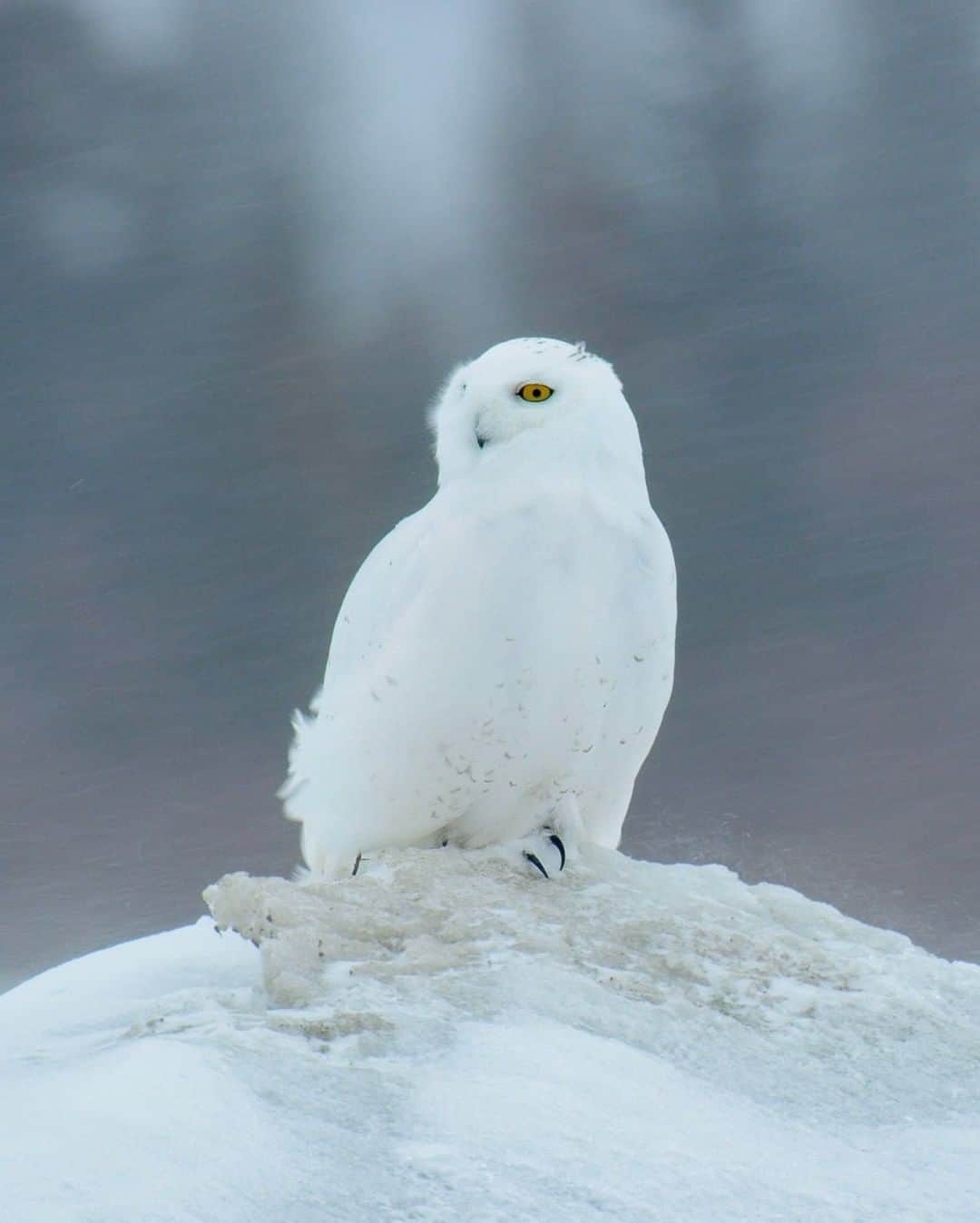 National Geographic Travelさんのインスタグラム写真 - (National Geographic TravelInstagram)「Photo by @bertiegregory | A male snowy owl hunts for lemmings during a blizzard on the coast of the Hudson Bay, Canada. I couldn’t feel my fingers or toes, but this snowy owl looked totally unfazed by the brutal conditions. Feathers evolved initially for insulation, not flight, so by trapping pockets of air in his plumage, he’s able to stay warm and focus on other tasks. #owl #arctic #canada #wildlife #camera」2月27日 6時05分 - natgeotravel