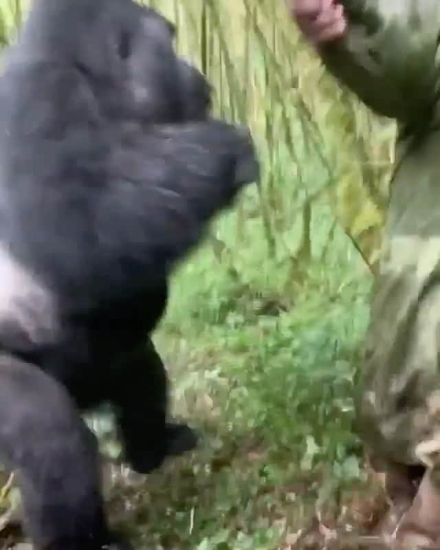 WildLifeのインスタグラム：「Silver Back Gorilla -> Meet Human  The things that happen on Rwandan Safaris  Video by @hannahmgray」