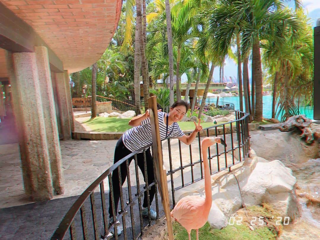 日比野菜緒さんのインスタグラム写真 - (日比野菜緒Instagram)「Do you know why flamingos stand on one leg? 🦩が片足で立つ理由知ってますか？（アカプルコのフラミンゴは両足で立ってますけど...😂😂）」2月27日 6時46分 - naohibino_1128
