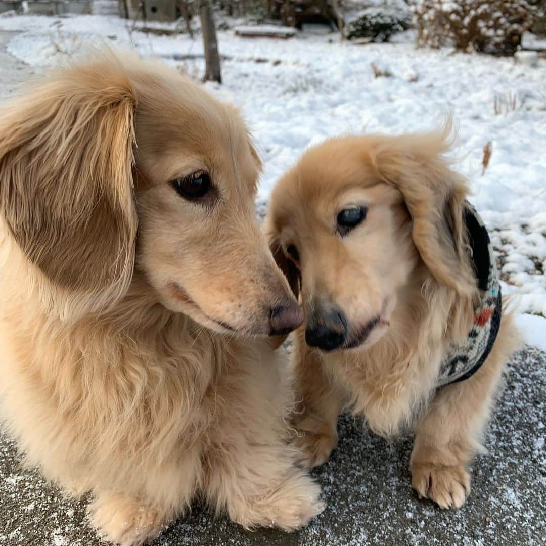 ハッチ＆ニコのインスタグラム：「Good morning ☁️ おはようございます。ちょびっと積もりました⛄️ #カメラ嫌い同好会 #pecoいぬ部 #犬の生活が第一 #癒しわんこ #dachshund #犬バカ部 #短足部 #ふわもこ部 #tokyocameraclub #東京カメラ部」
