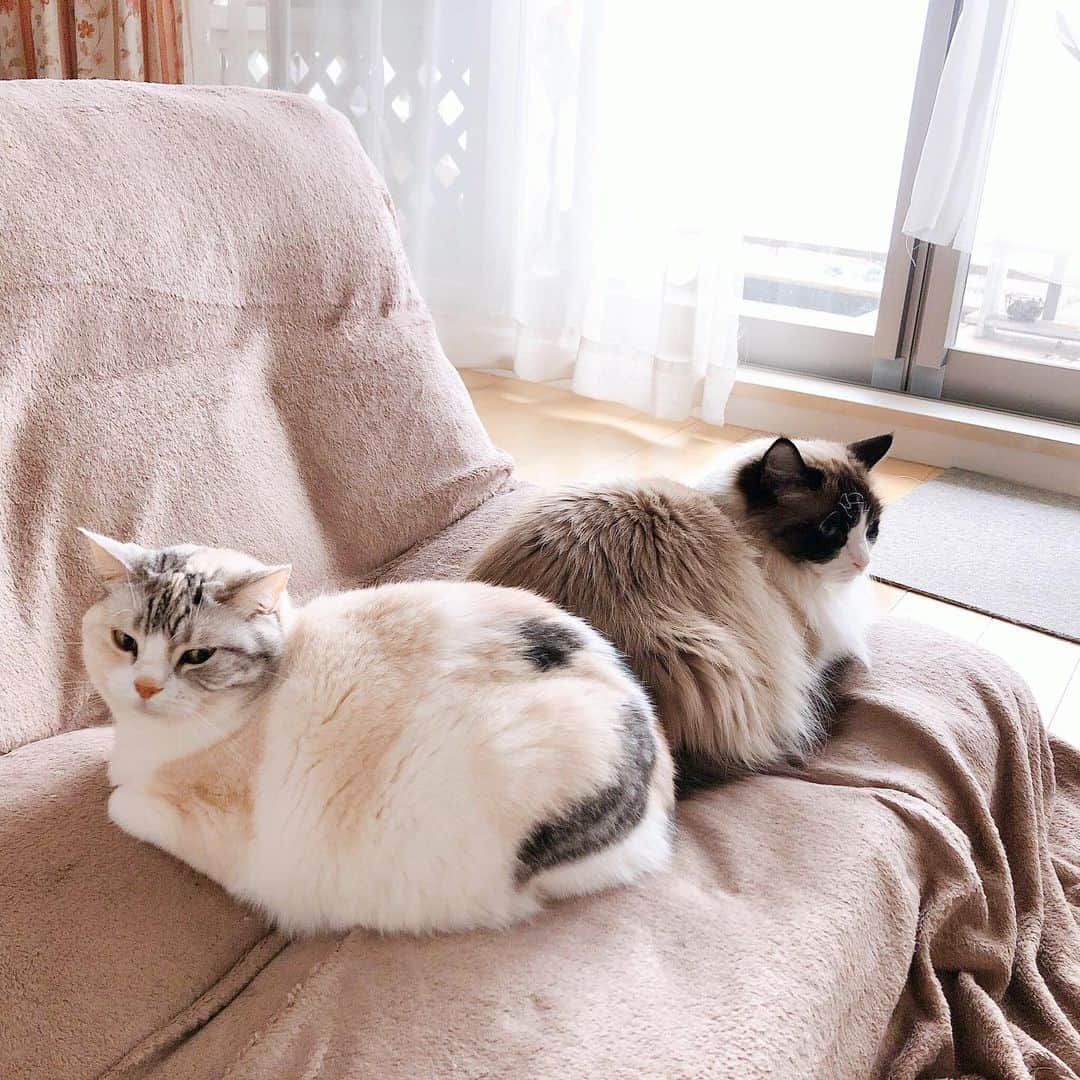 Natsukiさんのインスタグラム写真 - (NatsukiInstagram)「昨日のつづき  あれから、ホタテが移動しても、クラムとしらすでお尻くっつけた状態を維持！！✨ それにしてもしらすさん。 小さめとは言えラグドールのクラムと同じサイズのお尻してんのかしら笑笑  #cat  #scottishfold  #猫のいる暮らし」2月27日 7時06分 - milky517