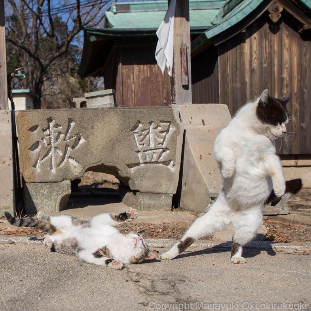 Masayukiさんのインスタグラム写真 - (MasayukiInstagram)「サイドステップ。  おはようございます。 Good morning from Tokyo Japan ⛅️ #cat #ねこ」2月27日 7時06分 - okirakuoki