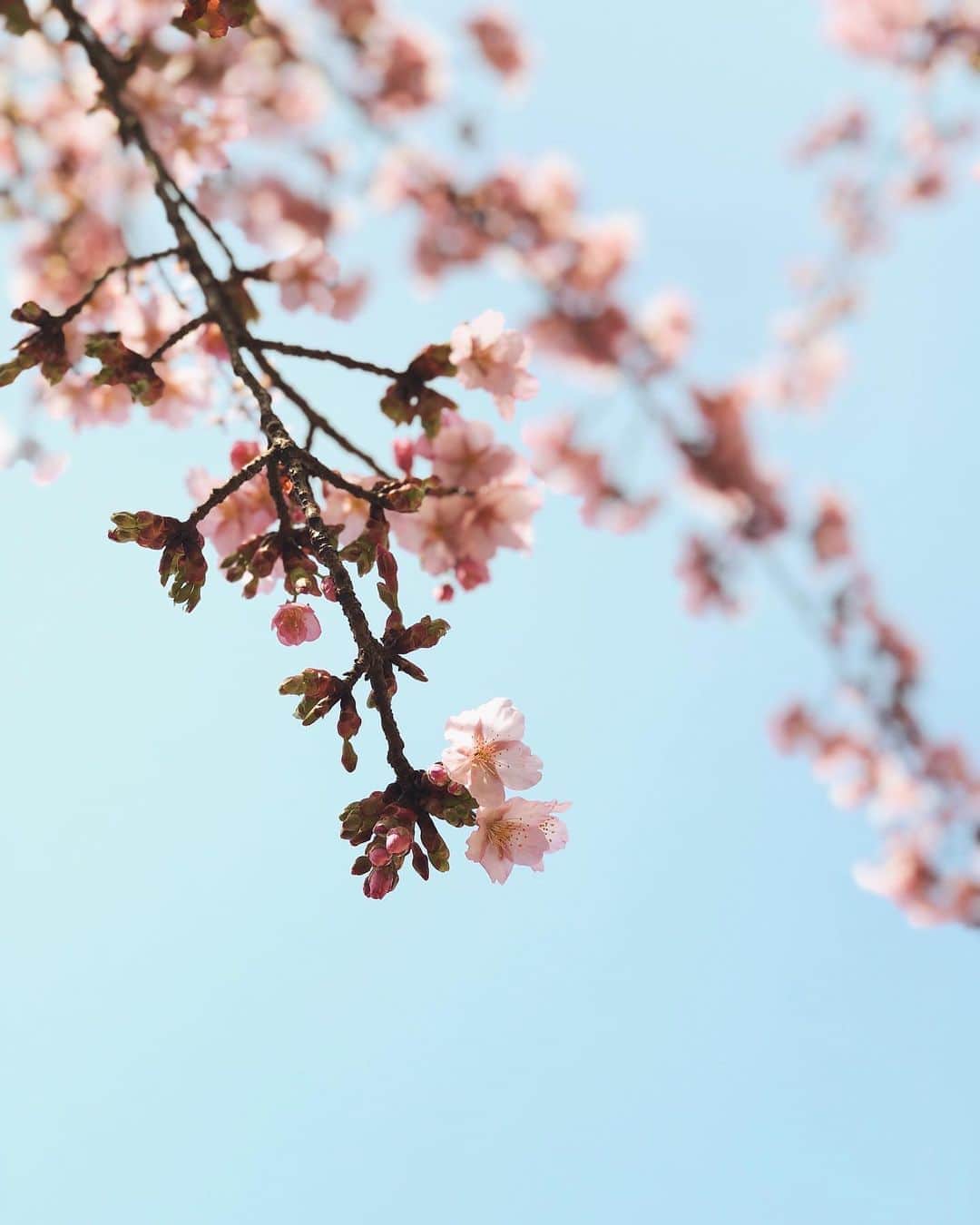 酒匂彩名さんのインスタグラム写真 - (酒匂彩名Instagram)「: 桜が咲いてくるとウキウキする🌸 だいたい良い所で息子は寝てる…🤣 : #寒桜 #新宿御苑　 #お散歩　 #春　#桜　#赤ちゃんのいる生活」2月26日 22時16分 - ayanasakoh