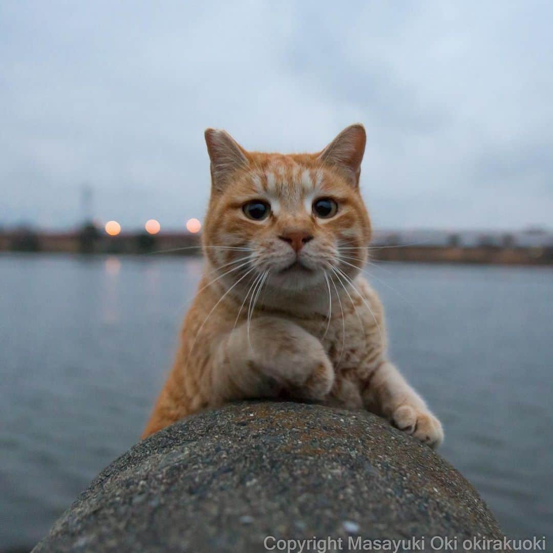 Masayukiさんのインスタグラム写真 - (MasayukiInstagram)「ぴょっこり。  #cat #ねこ #夜にゃん」2月26日 22時35分 - okirakuoki