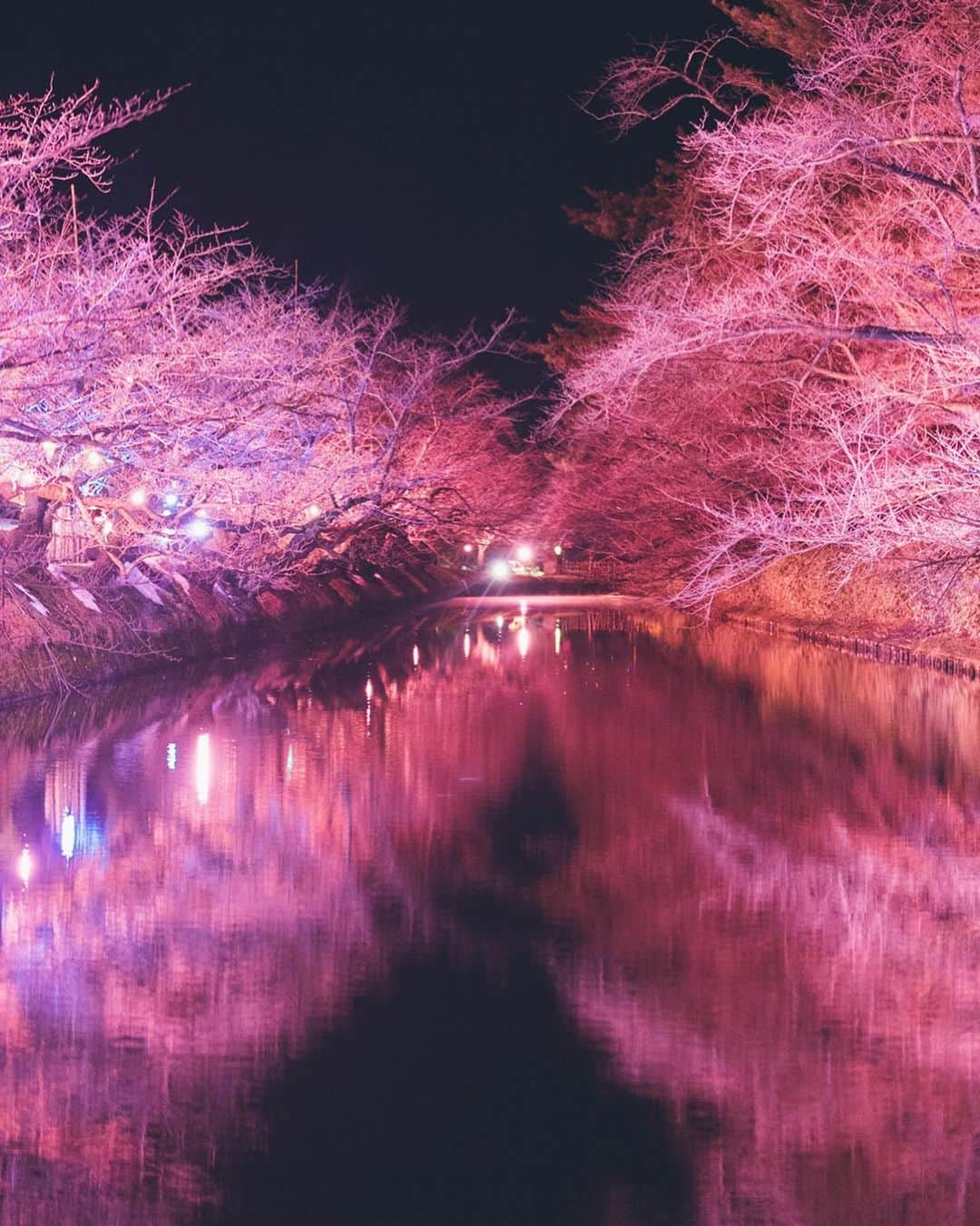 Yuma Yamashitaさんのインスタグラム写真 - (Yuma YamashitaInstagram)「Cherry blossoms are even in winter, using a perfect illumination #inspirationcultmag #hellofrom Aomori prefecture」2月26日 22時36分 - yuma1983