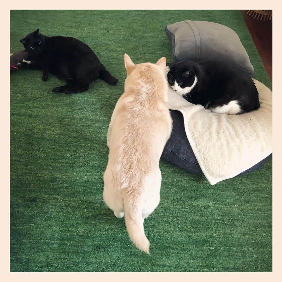 パンといっぴきのインスタグラム：「#犬と猫 #元保護犬 #元野良猫 #元保護猫 #雑種犬 #白黒猫 #ハチワレ #黒猫 #catanddog #crossbreed #blackandwhitecat #blackcat #tuxedocat」