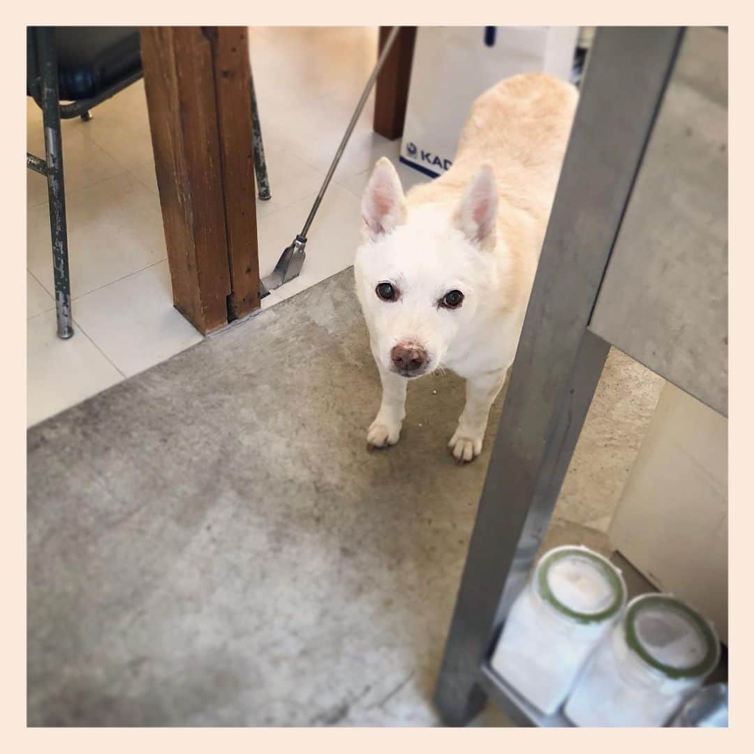 パンといっぴきのインスタグラム：「#元保護犬 #雑種犬 #crossbreed #mixdog」