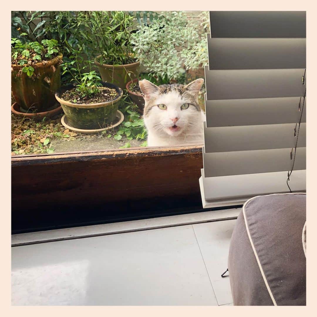 パンといっぴきのインスタグラム：「コウドウハンイちゃん。  #地域猫 #キジ白」