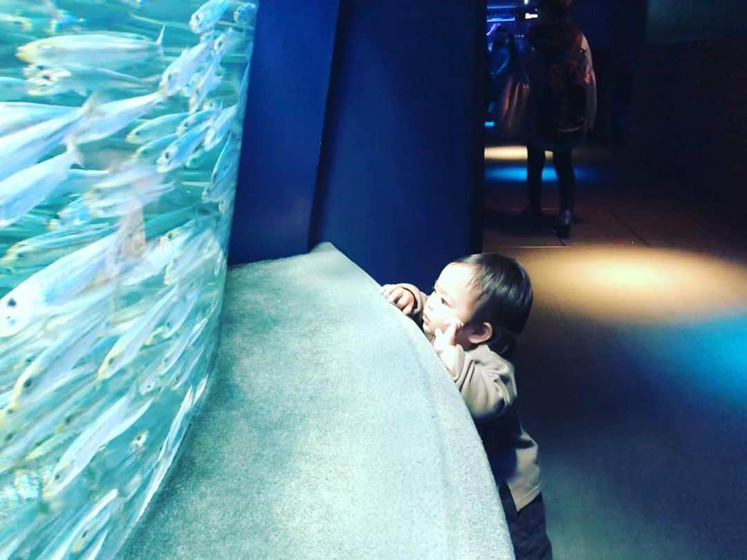 岡田義徳さんのインスタグラム写真 - (岡田義徳Instagram)「夜公演の前に、池袋の サンシャイン水族館に。  どーも、イワシが好きみたいで ここから暫く離れず。  #我が子#水族館#イワシ#イワシのむれ #育児#家族#夜公演#泣くロミオと怒るジュリエット」2月26日 23時35分 - yoshinori_okada_44