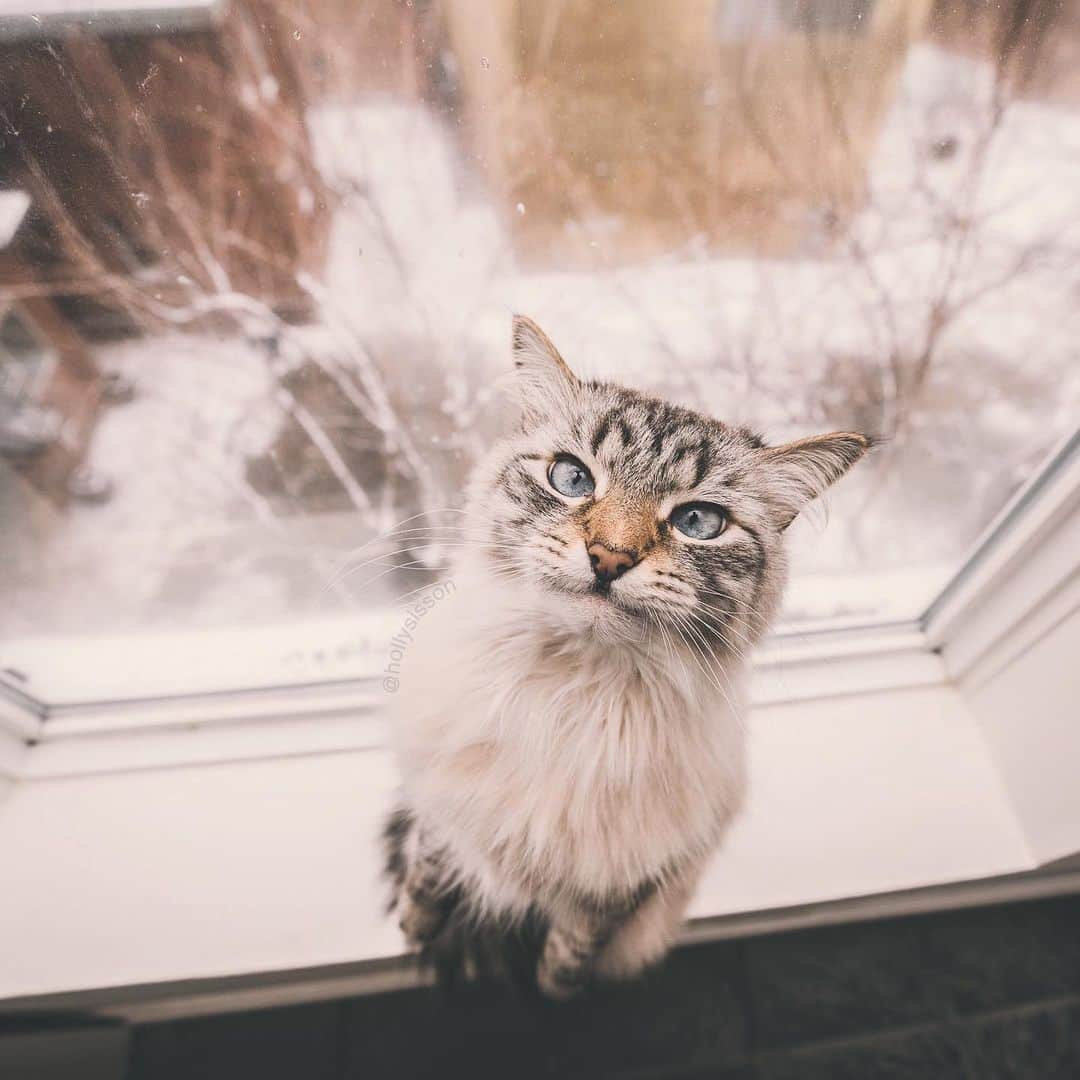 Holly Sissonのインスタグラム：「It’s another winter storm day! ❄️🐱😹 How’s the weather where you are? #toronto #Siberiancat (See more of Alice, Finnegan, and Oliver, on @pitterpatterfurryfeet) ~ Canon 5D MkIV + 16–35 f2.8L III @ 16mm | f4 See my bio for full camera equipment information plus info on how I process my images. 😊 ~ @bestmeow #bestmeow」