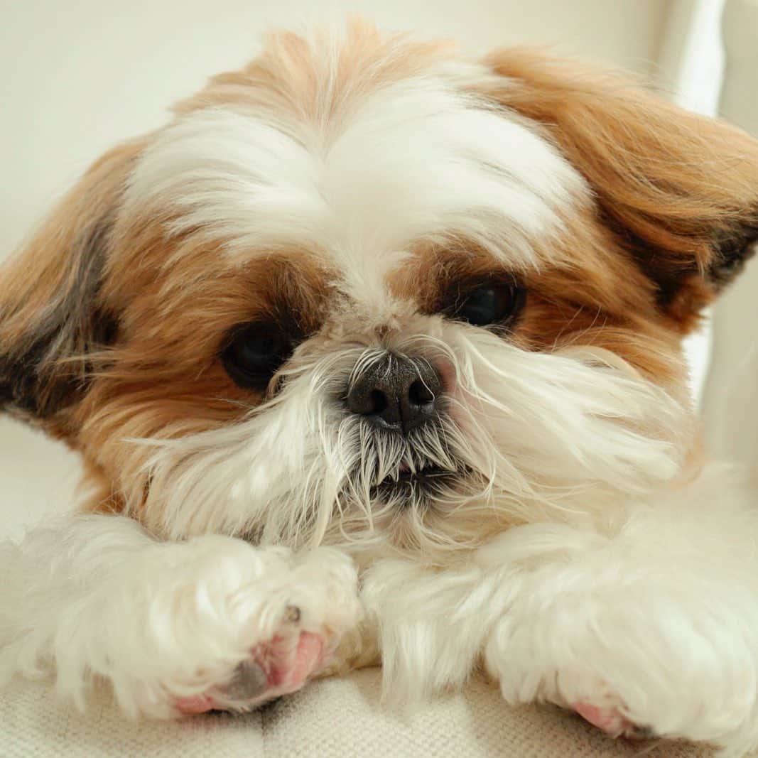 水嶋はちのインスタグラム：「🐶🐾 * * こんなお顔されると、ぎゅーーーっと抱きしめたくなっちゃいます。。 みなさん、今日も1日おつかれさまです。 ぐっすり休め、つかれがとれますように🐶💛 * *  #はち #HACHI #シーズー大好き部」