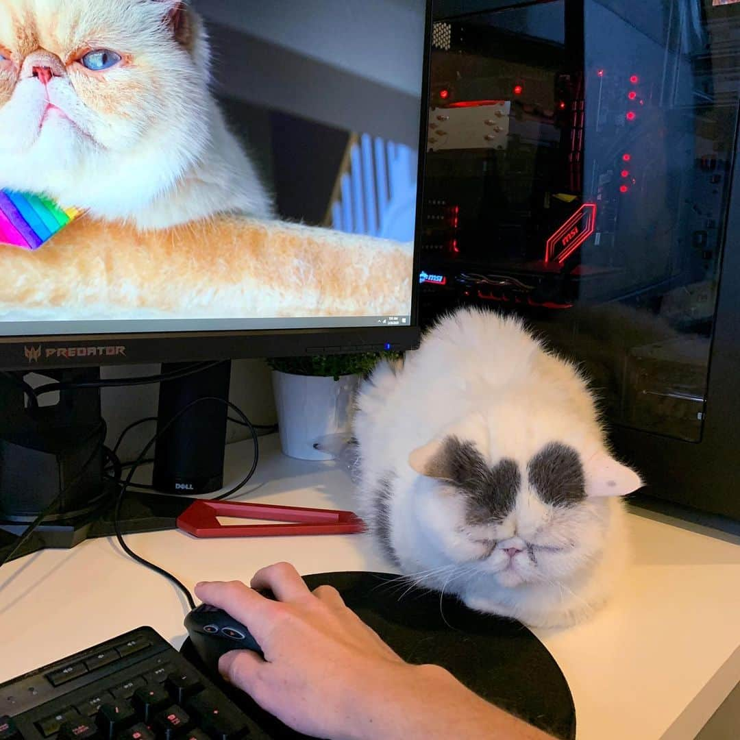 Kirby, Landru & Thomasのインスタグラム：「Playing some literal cat and mouse in the office today. #dagoolayingonstuff #dagoozie #littledumdums Yes, my wallpaper is #thomaspuddle (@ludwigvoncat) 🥰🌈 #stillalive #justsawhim #willpost」