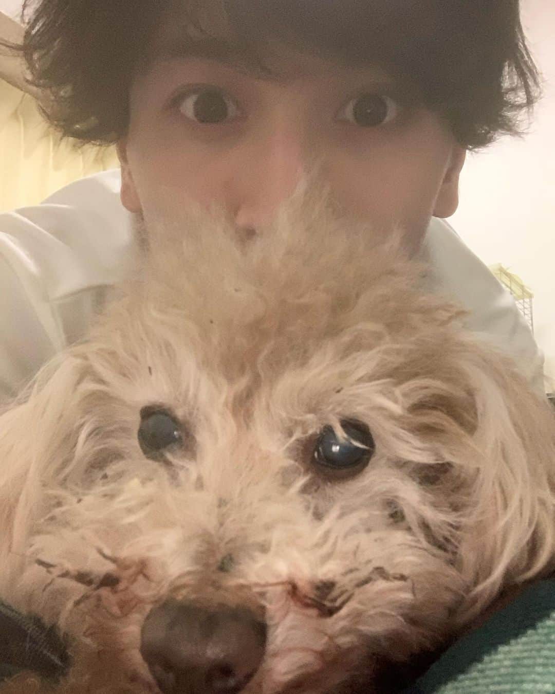 才川コージのインスタグラム：「しばらく東京を離れます。 愛犬のエドよ！元気に待っていてくれ^ ^  そして地方でも修行が出来るようにミニクリフハンガーとバーティカルリミットを製作してもらいました💪‼️ 内宮くん、いつも本当にありがとう！ 一緒にいると99%SASUKEトークです。笑  クリフハンガーをトートバックのように持って歩いていたら 沢山視線を感じました👽🦍笑  強くなるぞ！ 解禁をお待ちください。 #sasuke #ninjawarrior #training #workout #cliffhanger」