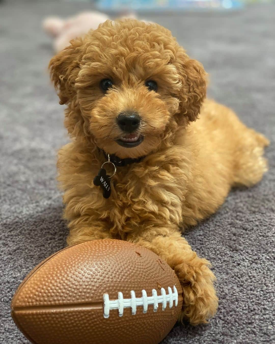 ケイラ・アイトサインズさんのインスタグラム写真 - (ケイラ・アイトサインズInstagram)「My sister’s puppy Wally needs some serious training. 😂 I’m so used to Ace and Junior being soooo gentle and quiet, and Wally is literally the opposite!! He’s a typical puppy and thinks Arna is a toy, so it’s gotten to the point where I have to put him in a separate room to her when he’s at my house otherwise he just won’t leave her alone. Hahah don’t worry I let him out when Arna’s having a nap in her room though!! Who has dogs and babies? How do they get along????」2月27日 1時30分 - kayla_itsines