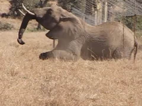 TED Talksのインスタグラム：「As human populations grow in African countries and wild space dwindles, human-elephant clashes are happening more and more often. Elephants will do just about anything to get to food and water, including ripping off roofs, tearing up crops, and barreling through electric fences (or sneaking under them, as seen here). So how do we keep the peace between pachyderms and people? Zoologist Dr. Lucy King has come up with an innovative, simple solution that actually works … and it involves bees 🐝🐝🐝 Click the link in our bio to get the buzz on this new conservation tactic.」
