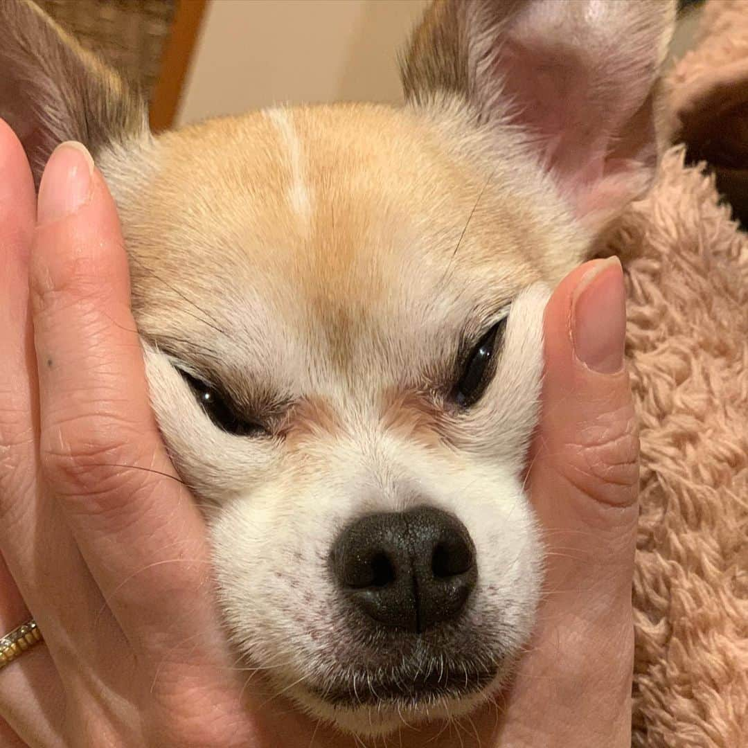 紋次郎さんのインスタグラム写真 - (紋次郎Instagram)「Good morning 🤣🤣🤣 変顔させてごめんね😜 #dog#dogstagram#instadog#chihuahua#barkbox#mydogiscutest#buzzfeed#dog_features#fluffypack#barkpack#dogsofinstaworld#dogsofinstagram#犬#チワワ#手作り#handmade#着物#fashion#紋次郎一家#チーム茶#ふわもこ部#igersjp#peco犬部#dogsofinstagram#dogfashion」2月27日 7時24分 - montjiro