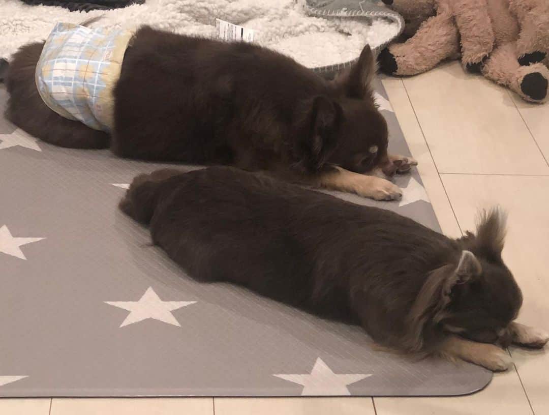 のインスタグラム：「何故同じカッコしてるですか🐕🐩 #chihuahualife#chihuahuagram#chihuahualover#ilovemydog#dogstagram#チョコタンチワワ#イザベラタンチワワ#ちわわ #チワワ」