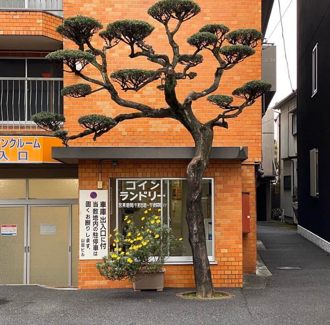 グラフ&ランツのインスタグラム：「Inspiration of the Day 🍊 🌳」