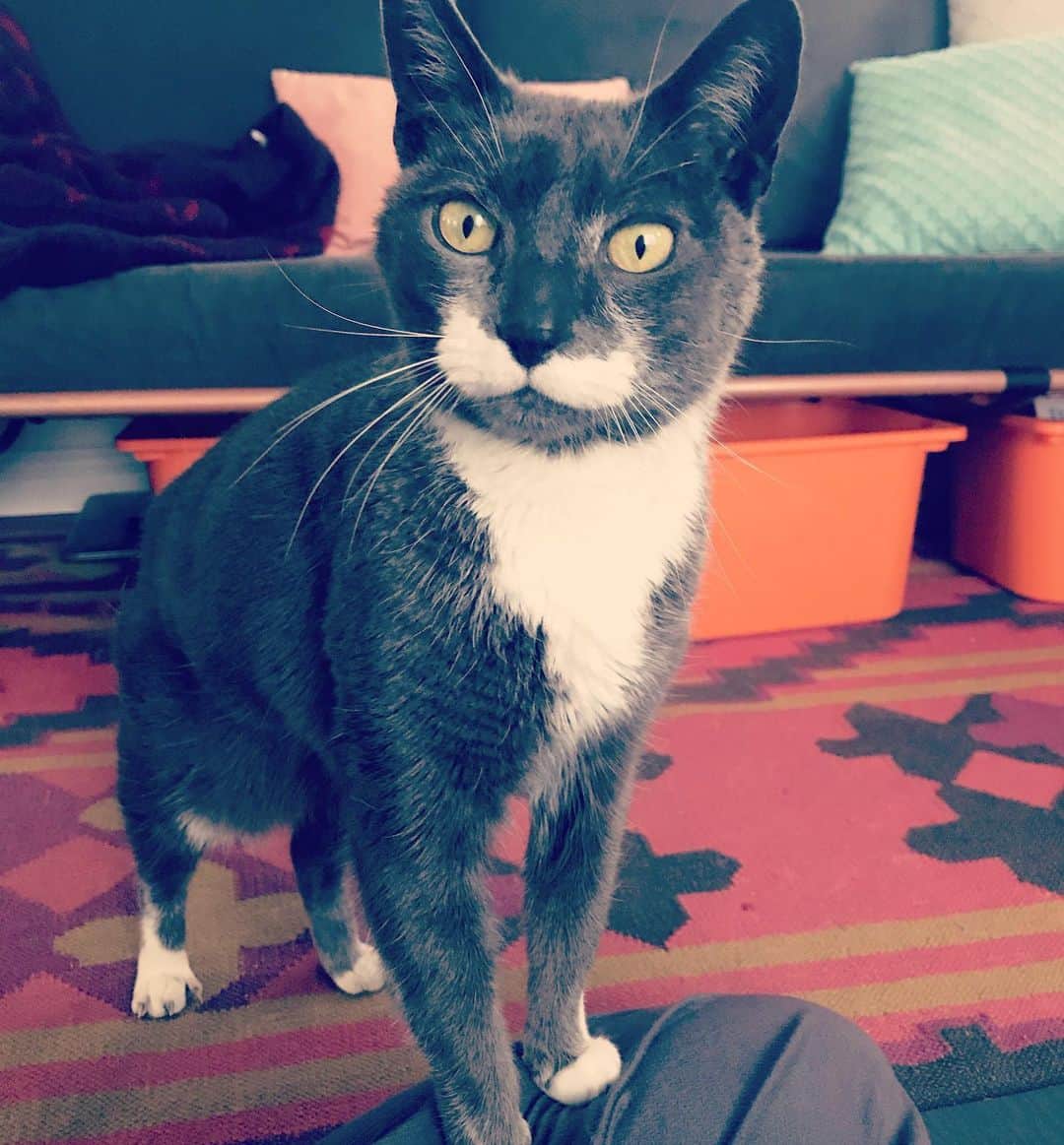 ジュリー・マクニヴンのインスタグラム：「I am his person and he is my ridiculously handsome feline. 🐱 . . @annvmead  @aa.dreier -can you believe he’s still with me? My little old man Clovis has only a little less energy than he did 12 years ago. 🤣」