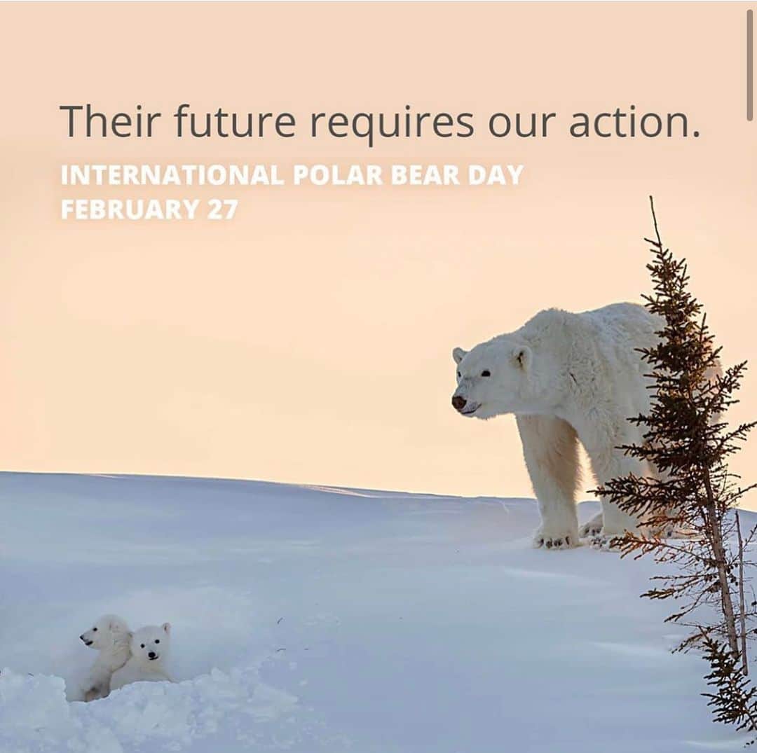 Polar Bearsのインスタグラム：「Who is ready for tomorrow? #internationalpolarbearday  February 27th @polarbearsinternational」