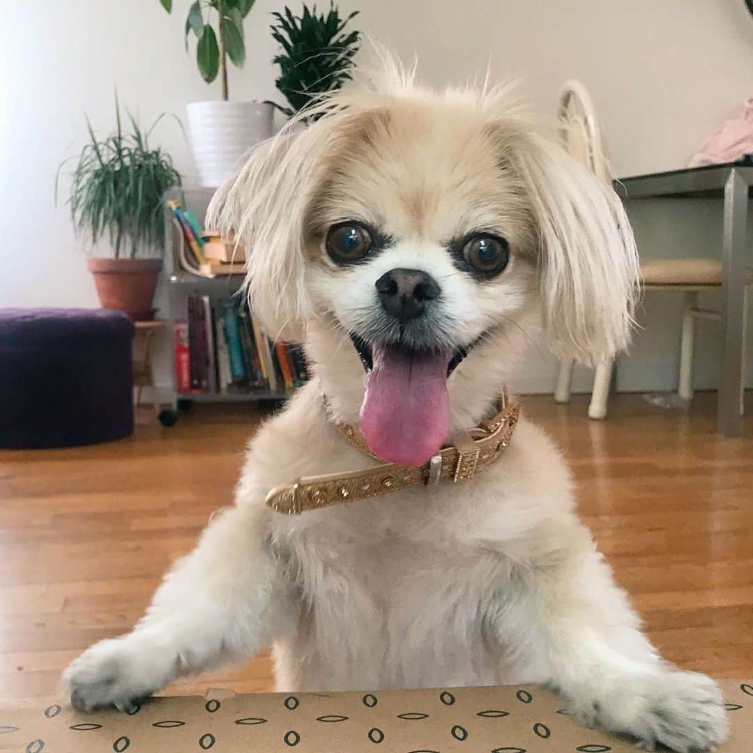 Marnie The Dogのインスタグラム：「Phyllis (changed her name from Gilda after I got to know her better)」