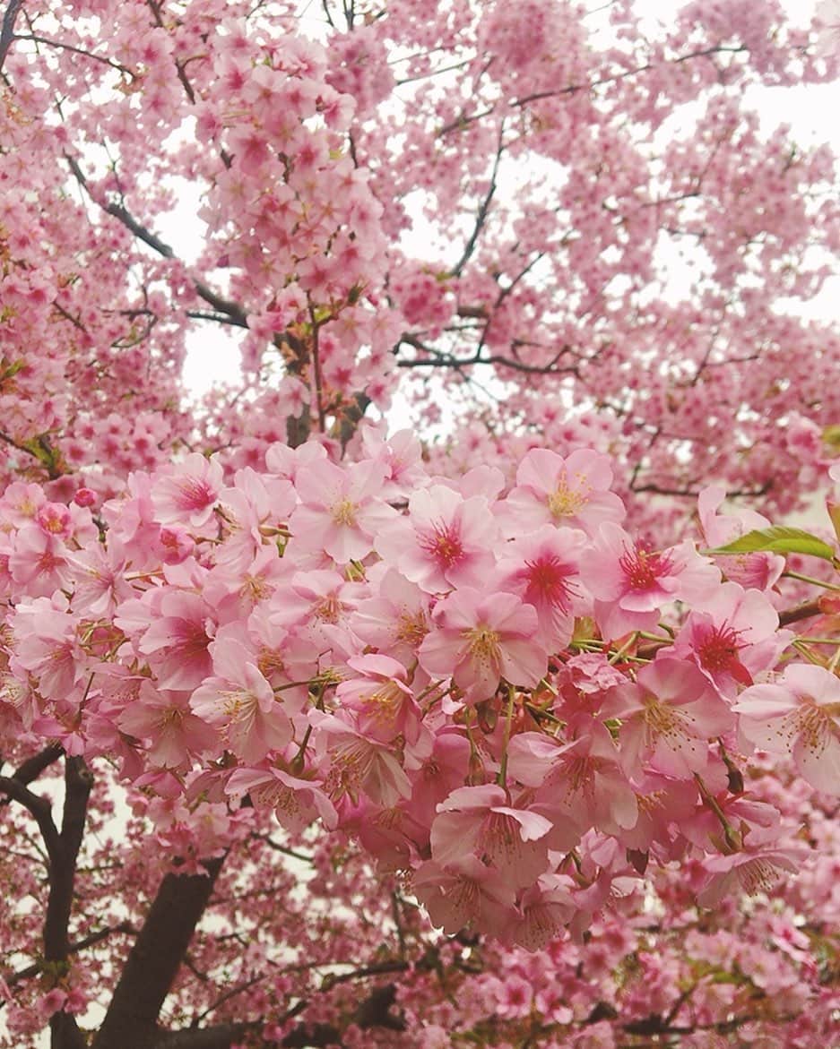 佐藤千晶さんのインスタグラム写真 - (佐藤千晶Instagram)「Spring has come.  #穏やかな春が訪れますように」2月27日 16時31分 - satochiaki125