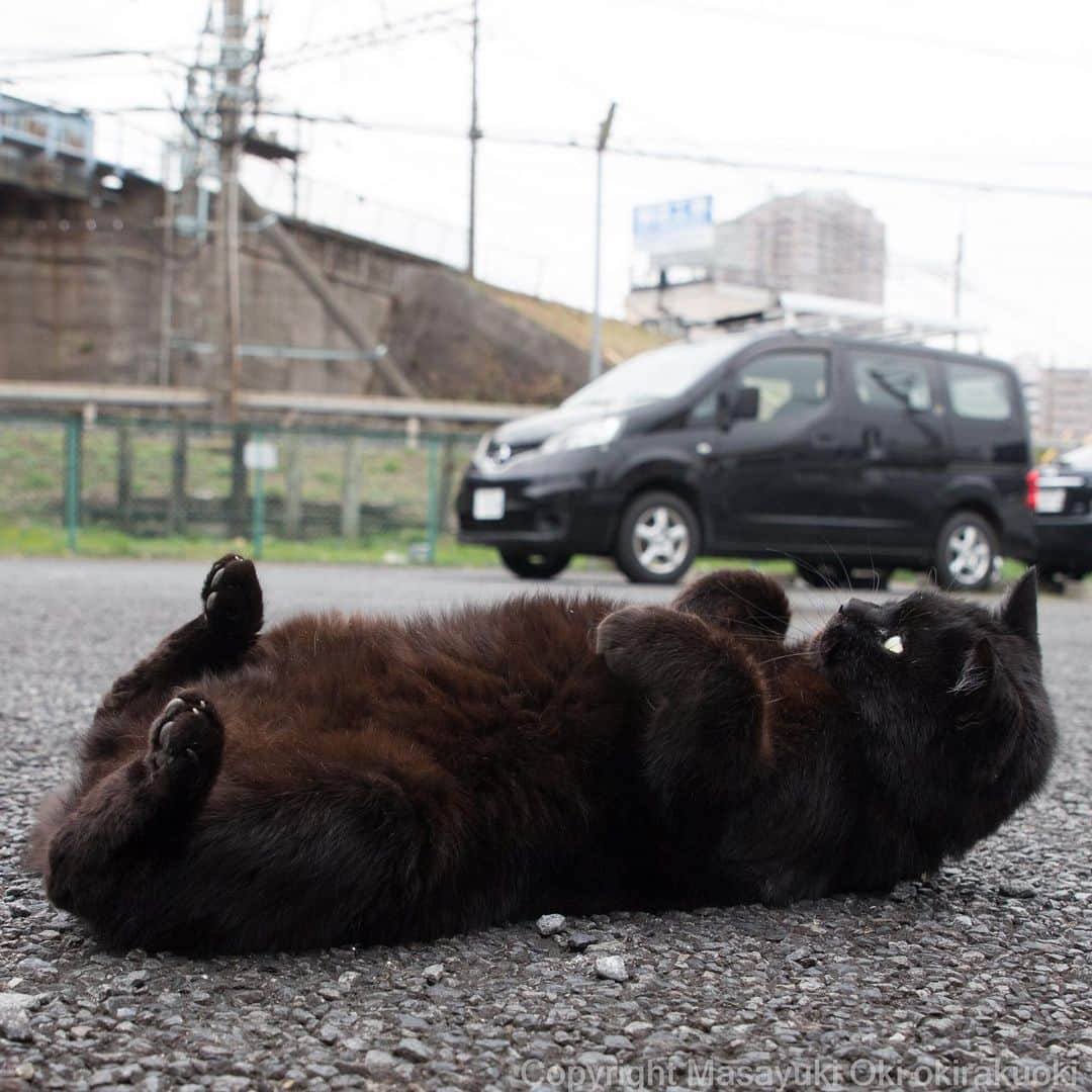 Masayukiさんのインスタグラム写真 - (MasayukiInstagram)「黒ラッコ。  #cat #ねこ」2月27日 15時11分 - okirakuoki