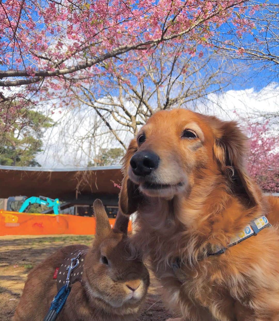 Chieko Shibutaさんのインスタグラム写真 - (Chieko ShibutaInstagram)「たろー🐶&うじゃこ🐰地方☀️ 久しぶりの　いつもの公園 さんぽ🌱 🌸が満開🌸🌸🌸 サラダバー🥗の前に お花見🐶🌸🐰✨ 風が吹くと花びらが‥🍃 今年は出遅れました😅 💕✨🐶🍀🐰✨💕 💕 #わんこの散歩 #dachshund #dachshunds #dachshundlove #dog #dogs #doglove #instadog #instagram #instagood #pet #pets #petsagram #cute #cutepe #cutepet #cutedog #cuteanimals #likes #smile #rabbit #ラビット #ミニュチュア #ミニュチュアダックス  #ミニュチュアダックスフント #うさぎ部 #うさぎ #ダックス #ダックスフンドロングヘアー#犬とうさぎ」2月27日 15時34分 - chieko.81
