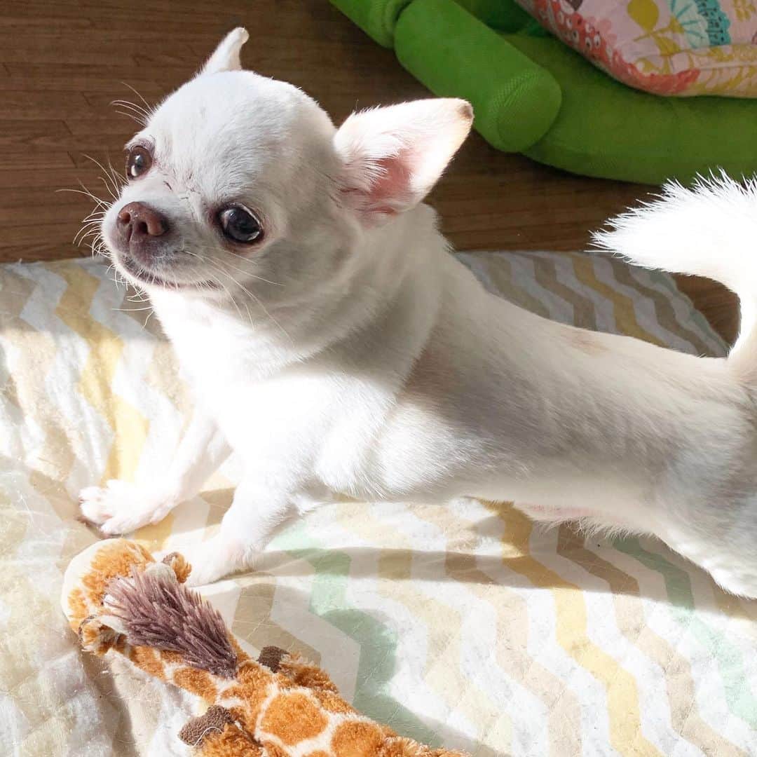 KORIKIのインスタグラム：「おはようございます♪ 朝日に当たってお髭が輝いています。 #お髭ボーボー派 #dogofsapporo #dog, #dogs, #dogstagram,#chihuahua,#犬バカ部,#チワワ,#koriki, #hanadog #白スムチ連合会, #スムチー,  #dogofthedayjp, #dogoftheday  #ilovemydog #instadog #instapet #WhiteChihuahua  #吉娃娃 #치와와  #dogsofinstagram #Chihuahualover  #ชิวาวา #チワワの輪 #barkbox #WhiteChihuahuaParty #もふもふモフモフ」