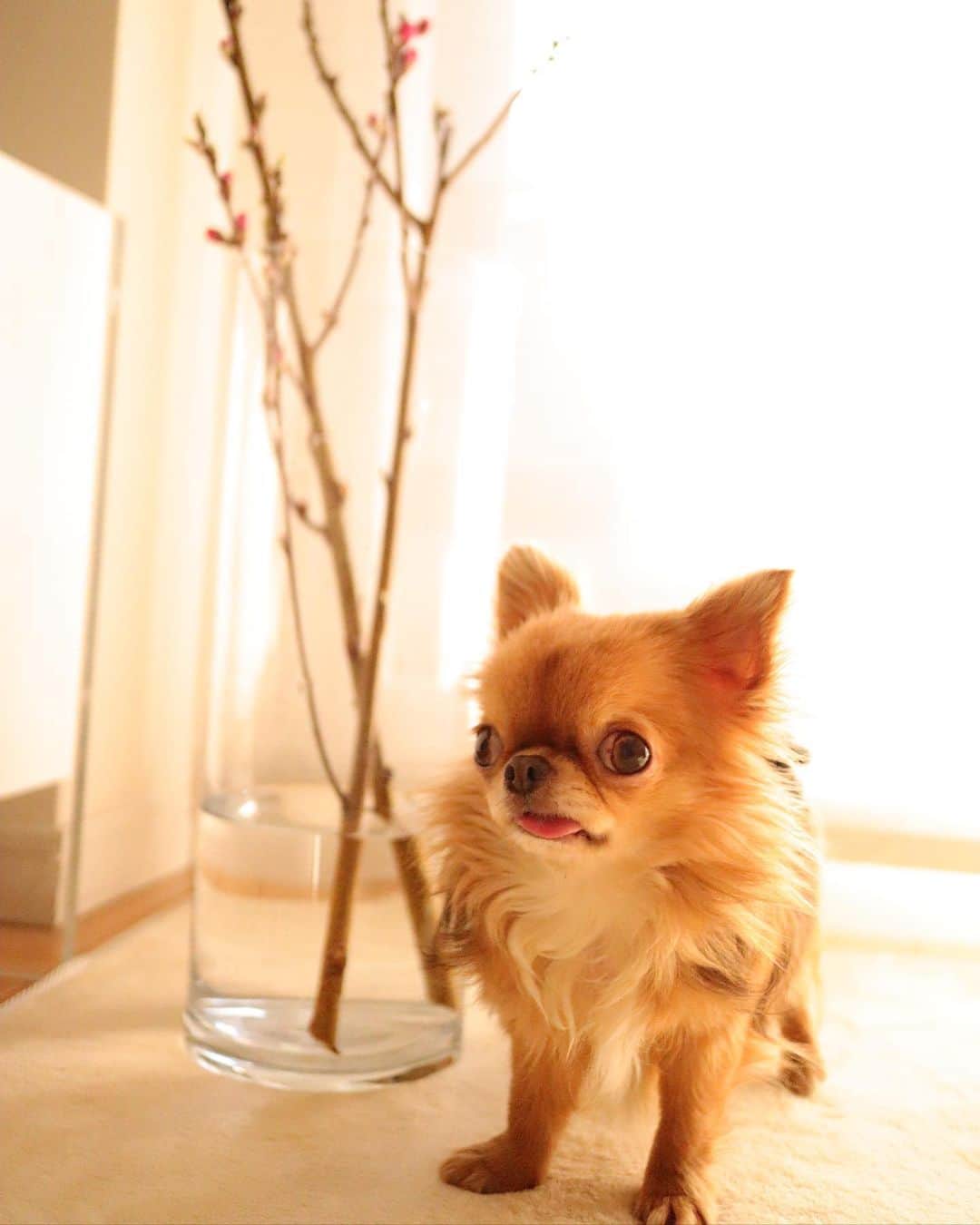 kayoのインスタグラム：「* * 桃の花🌸 蕾がいっぱい☺️ * * kulio💗 * * #桃の花 #花のある暮らし #chihuahua#chihuahualove#dogstgram#dog#instadog#チワワ#チワワ大好き * *」