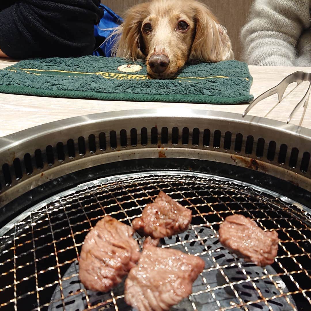 くるみんのインスタグラム：「* この前の連休はパパ実家に行ったので、義母を誘ってうしすけイオンモール多摩平の森店へ  お肉ガン見～😆 * #ミニチュアダックスフンド #ミニチュアダックスフント #ミニチュアダックス #イザベラタン #イザベラ #ダックス多頭飼い #ダックスフント #ダックスフンド#ダックス部 #ダックス大好き #ダックスフンド #ダックス #わんこなしでは生きていけません会 #いぬばか部 #いぬすたぐらむ #短足部 #うしすけ #うしすけ多摩平の森店 #焼肉 #dachshundgram #dachshund #dogstagram #all_dog_japan #east_dog_japan #instagramdog #instadachs #inustagram #kyounodachs #todayswanko #7pets_1day」